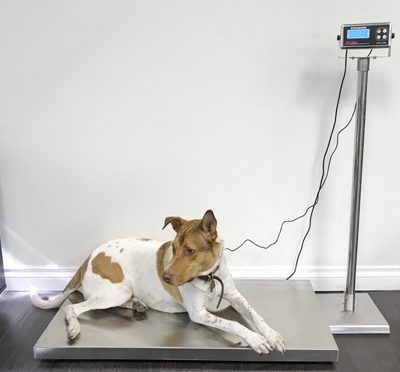 OP-922 STAINLESS STEEL VET/HOG SCALE - Image 2